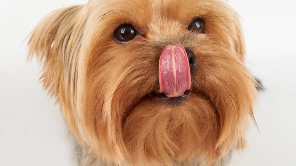 O alerta mais ignorado quando o cachorro lambe o focinho