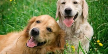 5 sinais de que o seu pet pode estar com dor