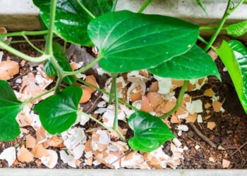 Se você tem cascas de ovo em casa, não jogue fora: saiba para que e como usá-las na sua horta