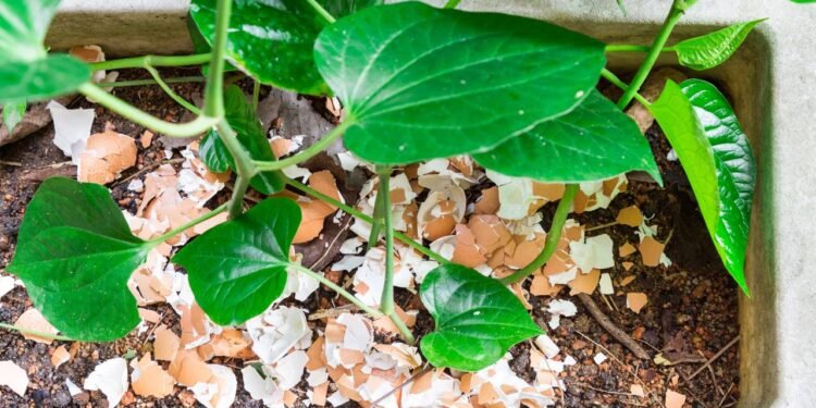 Elas também contêm pequenas quantidades de magnésio, fósforo e potássio, que vão sendo liberados aos poucos - Créditos: depositphotos.com / Thamkc