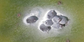 Parece mofo mas é bicho, a praga branca que suga a vida da sua planta