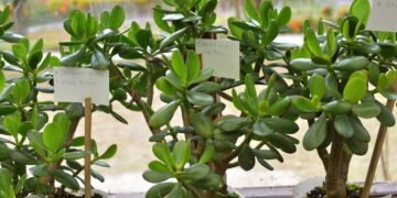 Entenda porque sua árvore-jade cresce linda mas nunca floresce no verão
