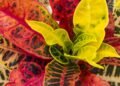 Croton: como ter cores vibrantes no jardim e na sala com cuidados simples