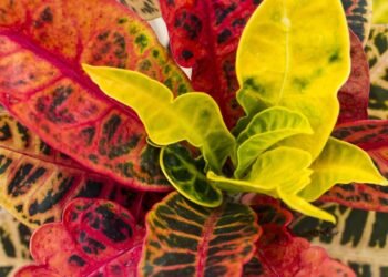 Croton: como ter cores vibrantes no jardim e na sala com cuidados simples