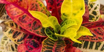 Croton: como ter cores vibrantes no jardim e na sala com cuidados simples