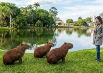 A cidade brasileira que virou referência mundial como uma das mais inteligentes do mundo e se tornou o sonho número 1 para viver