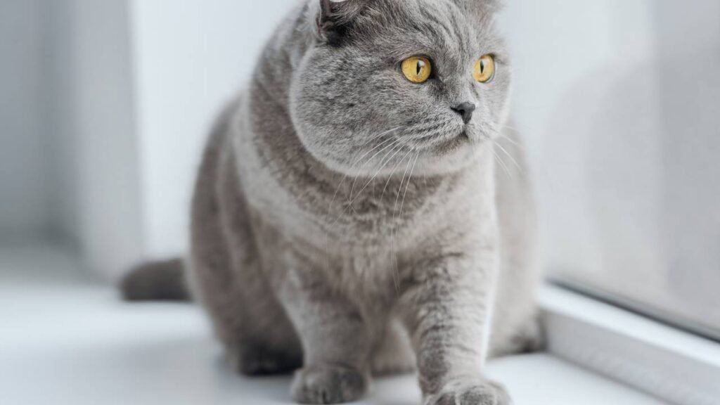 O real motivo de gatos derrubarem objetos