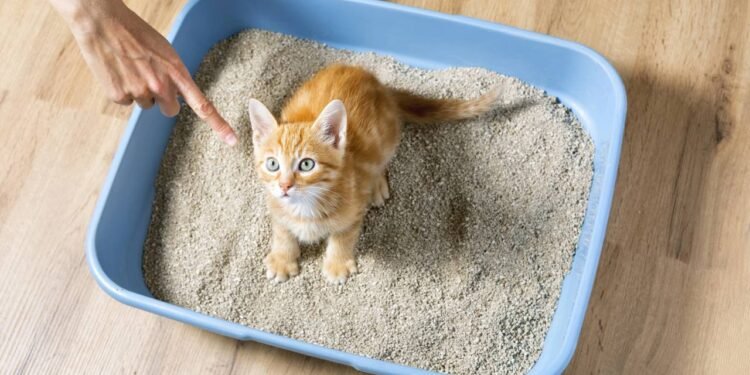 Aprenda e PARE AGORA! Esse erro faz seu gato urinar fora da caixa