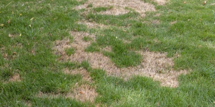 Uma das formas mais acessíveis de recuperar o gramado