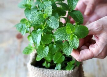 Como plantar hortelã em casa sem deixar que ela domine o jardim ou o vaso
