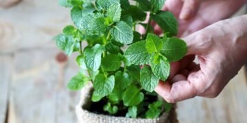 Como plantar hortelã em casa sem deixar que ela domine o jardim ou o vaso
