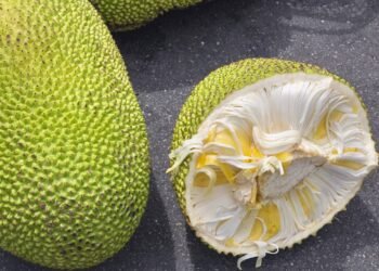 Intestino preso? Saiba como as fibras da jaca ajudam a regular seu corpo