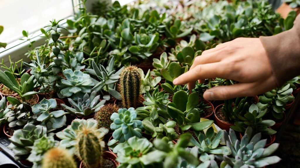 jardim de suculentas