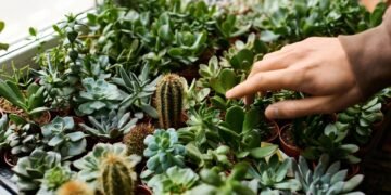 Mini jardim: como montar seu primeiro terrário de suculentas em casa