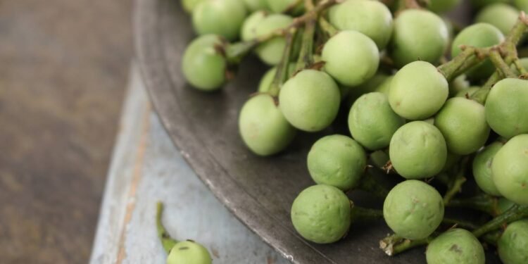 A jurubeba é o nome popular de diferentes espécies do gênero Solanum, sendo a Solanum paniculatum uma das mais conhecidas - Créditos: depositphotos.com / neillangan