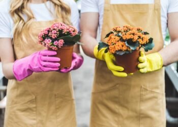 Como cuidar da kalanchoe em casa para florescer bonita o ano inteiro