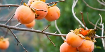 A fruta doce que melhora intestino, imunidade e dá energia rápida no dia a dia