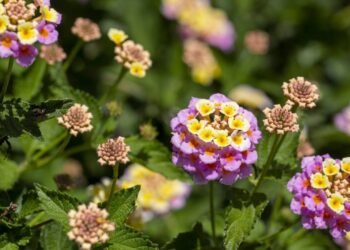 Aprenda a plantar lantana e ter flores coloridas em vasos e jardins