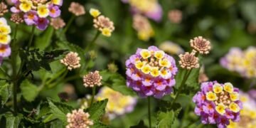 Aprenda a plantar lantana e ter flores coloridas em vasos e jardins