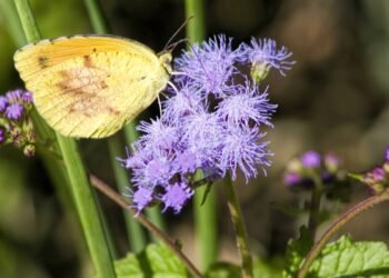 Cheiro que protege? Por que os óleos essenciais incomodam tanto os insetos