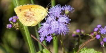 Cheiro que protege? Por que os óleos essenciais incomodam tanto os insetos
