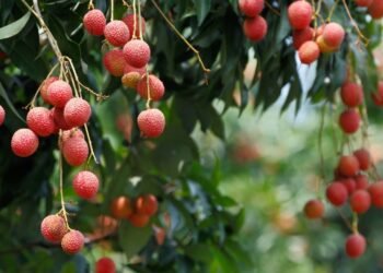 Quer lichia no quintal? Saiba escolher o local com sol pleno para ela crescer