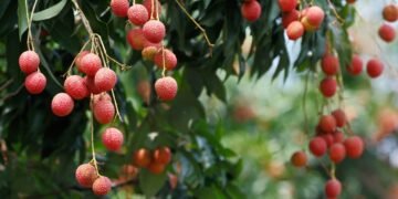 Quer lichia no quintal? Saiba escolher o local com sol pleno para ela crescer