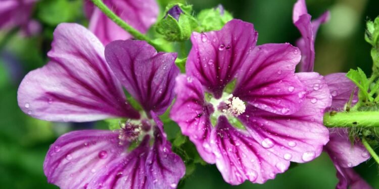 A malva é exatamente esse tipo de planta: simples, presente nos quintais e usada há gerações - Créditos: depositphotos.com / rose4