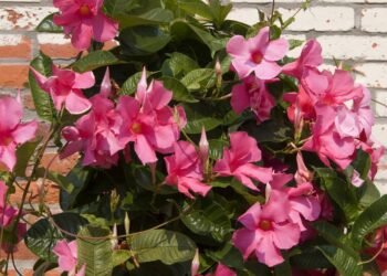 Transforme sua varanda em um jardim tropical com essa trepadeira