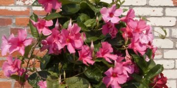 Transforme sua varanda em um jardim tropical com essa trepadeira