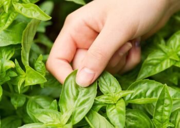 Aprenda a plantar manjericão em casa e transformar sua cozinha com folhas frescas