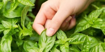 Aprenda a plantar manjericão em casa e transformar sua cozinha com folhas frescas