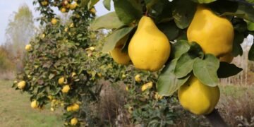 Como plantar marmelo em casa e ter frutos perfeitos para doces e geleias