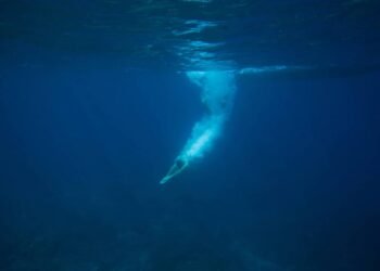 Mergulhar assim no verão pode mudar sua vida para sempre