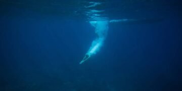 Mergulhar assim no verão pode mudar sua vida para sempre