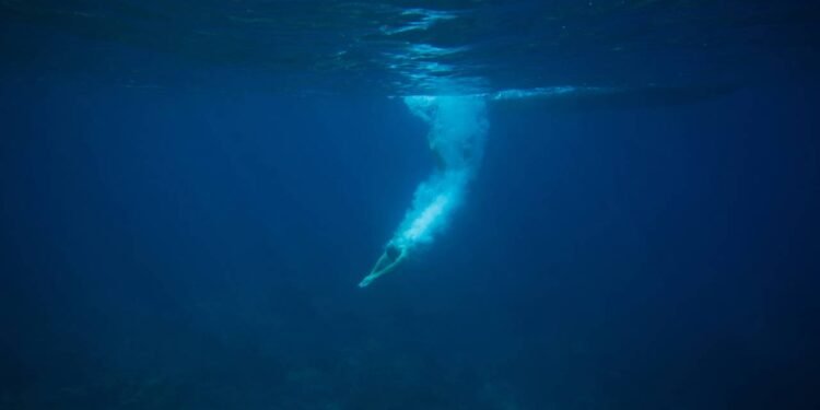 mergulhar - Créditos: depositphotos.com / YuliyaKirayonakBO