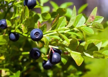 A pequena fruta roxa que melhora o desempenho mental no dia a dia