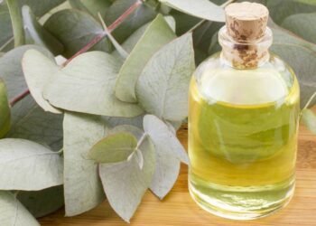 O uso do óleo de eucalipto vai além do que você imagina