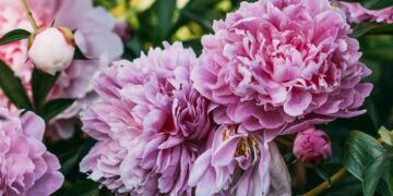 A flor ideal para varandas: cheia de cor, fácil de cuidar e perfeita para quem tem alergia