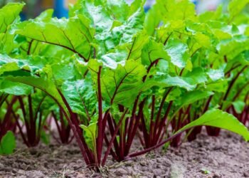 A profundidade mágica: como 2 centímetros mudam toda a sua colheita de beterraba