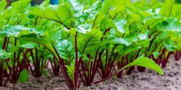 A profundidade mágica: como 2 centímetros mudam toda a sua colheita de beterraba