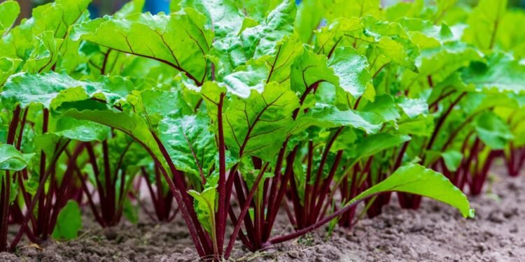 Para a beterraba crescer bem, o canteiro elevado pode ter entre 25 e 40 cm de altura, o suficiente para as raízes - Créditos: depositphotos.com / dazhetak