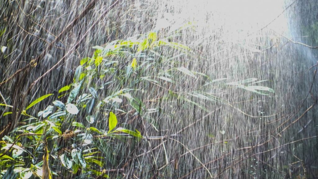 Como cuidar das plantas de vaso em dias de chuva