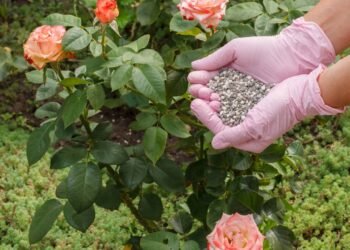 Rosas infinitas? Como fazer mudas usando apenas galhos da sua roseira