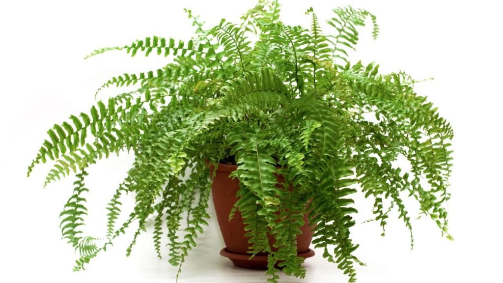 Jardim de apartamento: como montar o seu mesmo sem sol direto