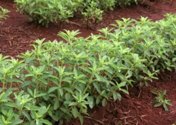Tenha seu próprio adoçante natural plantado em um vaso em casa
