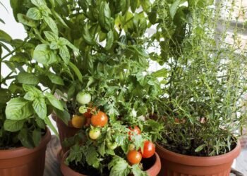 Horta em PET: como plantar tomate cereja em garrafas recicladas