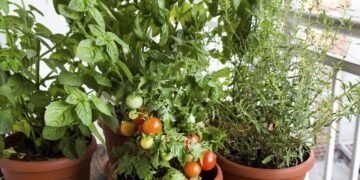 Horta em PET: como plantar tomate cereja em garrafas recicladas
