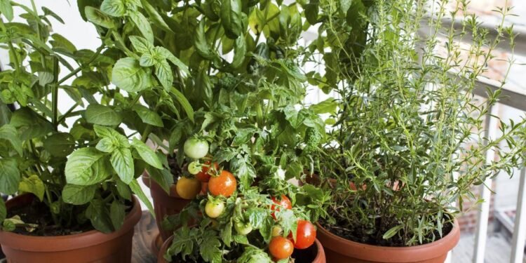 O tomate cereja é uma planta que se adapta bem a espaços menores, cresce rápido e produz bastante - Créditos: depositphotos.com / simonida