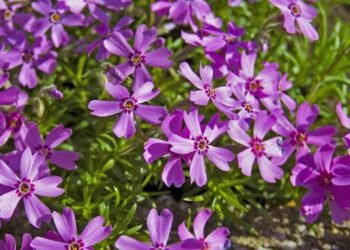 Espaço com muito sol? Veja por que a Verbena ama calor e odeia ficar na sombra
